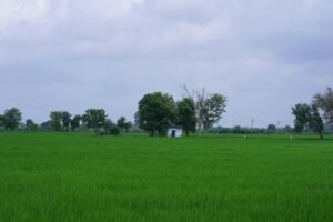 Agriculture Land