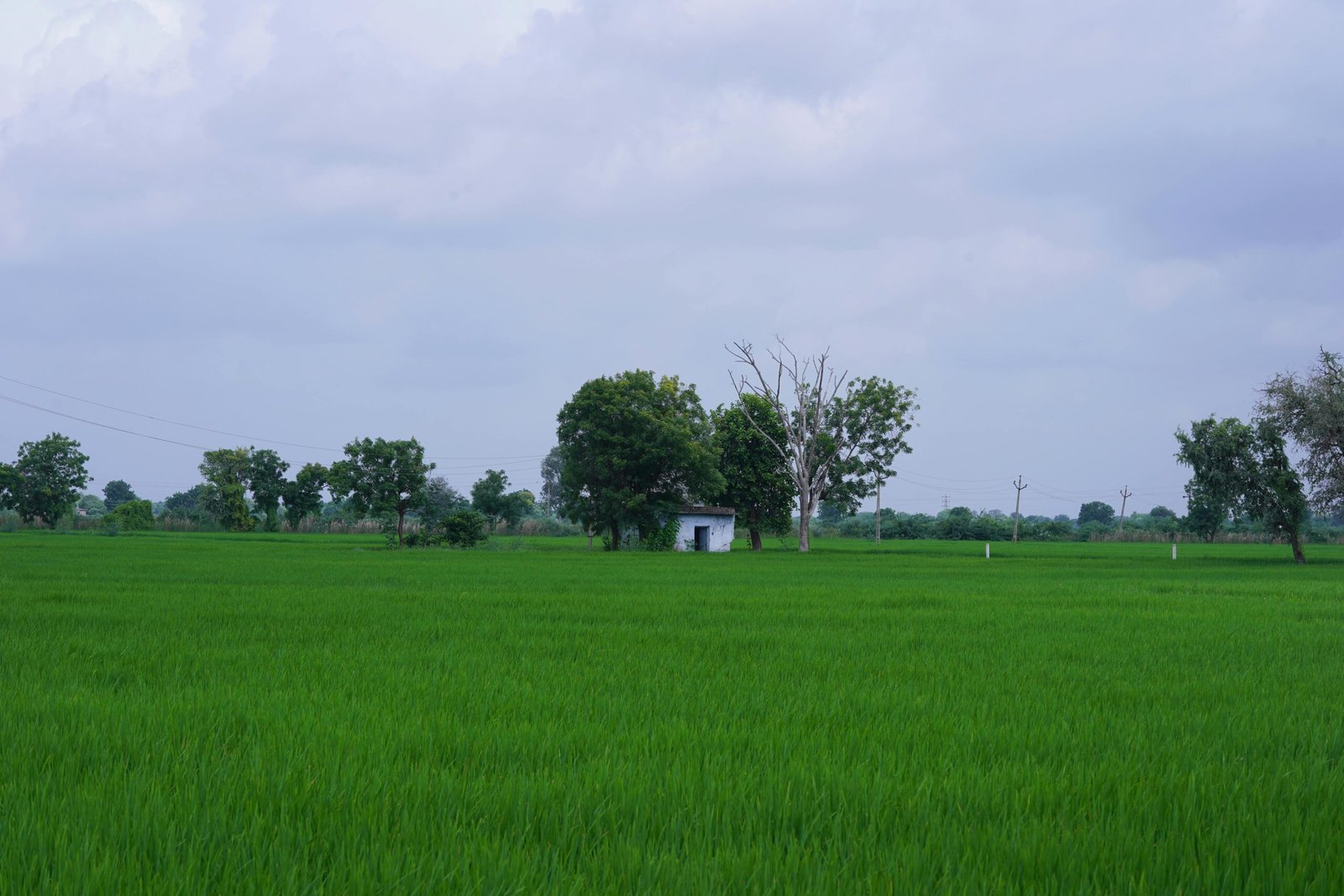 Agriculture Land